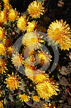 Showy amber yellow flowers of Chrysanthemum in November