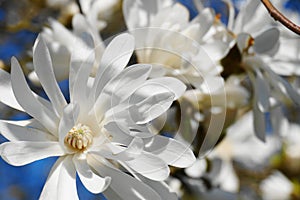 Showy and beautiful Magnolia stellata blossom with white flowers. Magnolia star tree.