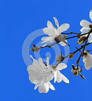 Showy and beautiful Magnolia stellata flowers on blue background.