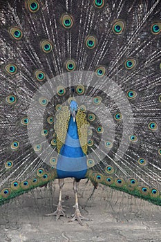 Showy Blue Peacock with Feathers Fanned Out