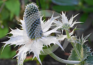 Showy and bright Eryngium giganteum flowers close up.