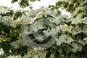 Showy and bright flowering dogwood tree with biscuit-shaped flowers .