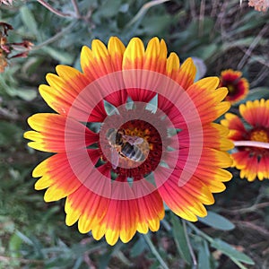 Showy and bright Gaillardia pulchella flower with bee