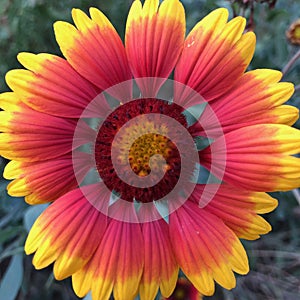 Showy and bright Gaillardia pulchella flower with green grass