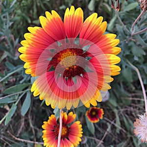 Showy and bright Gaillardia pulchella flower with green grass