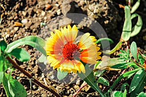 Showy and bright Gaillardia pulchella flower with green grass. Firewheel, colorful