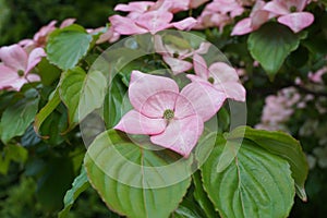 Showy and bright pink dogwood tree biscuit-shaped flowers.