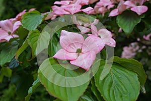 Showy and bright pink dogwood tree biscuit-shaped flowers.