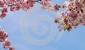 Showy and bright Prunus Kanzan Japanese Flowering Cherry double layer flowers against blue sky background. Sakura blossom.