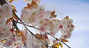 Showy and bright Prunus Kanzan Japanese Flowering Cherry double layer flowers against blue sky background. Sakura blossom.