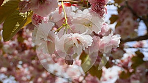 Showy and bright Prunus Kanzan Japanese Flowering Cherry double layer flowers against blue sky background. Sakura blossom.