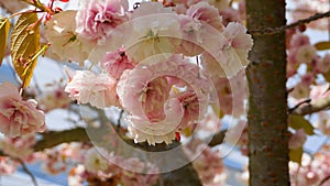 Showy and bright Prunus Kanzan Japanese Flowering Cherry double layer flowers against blue sky background. Sakura blossom.