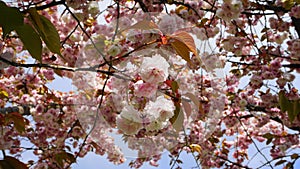 Showy and bright Prunus Kanzan Japanese Flowering Cherry double layer flowers against blue sky background. Sakura blossom.
