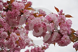 Showy and bright Prunus Kanzan Japanese Flowering Cherry double layer flowers close up. Sakura blossom. Japanese cherry blossom.