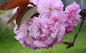 Showy and bright Prunus Kanzan Japanese Flowering Cherry double layer flowers close up. Sakura blossom. Japanese cherry blossom.
