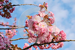 Showy and bright Prunus Kanzan Japanese Flowering Cherry double layer flowers. Sakura blossom. Japanese cherry blossom.