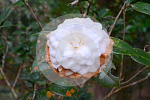Showy Camellia sasanqual among flowers
