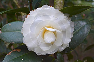 Showy Camellia sasanqual among flowers