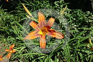 Showy flower and buds of towny daylily