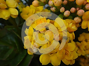 Conspicuo flores de flores tener 4 redondeado lóbulos abajo cima inflorescencia 