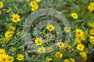 Showy goldeneye Heliomeris multiflora var. multiflora yellow flowering plants native habitat
