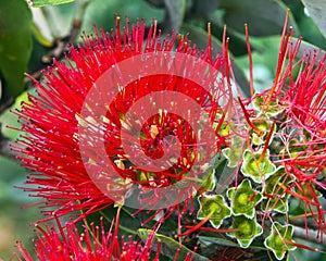 Showy Hawaiian flower