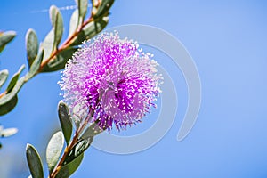 Showy honey-myrtle Melaleuca nesophila flower