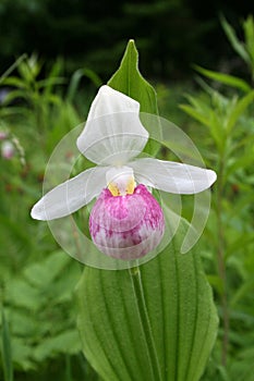 Showy Lady's Slipper photo