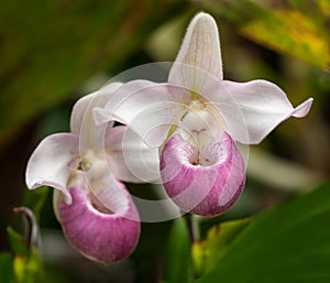 Showy Lady's Slipper (Cypripedium reginae)