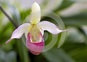 Showy Lady's Slipper (Cypripedium reginae) photo