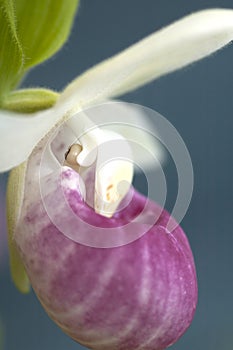 The Showy Lady`s-slipper Cypripedium reginae