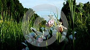 Showy Lady`s-slipper - Cypripedium reginae - Beautiful Minnesota State Flower -