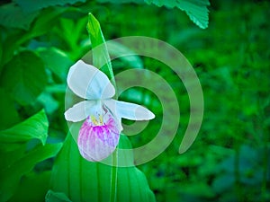 Showy Lady`s-slipper - Cypripedium reginae - Minnesota State Flower