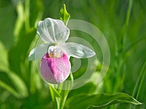 Showy Lady`s-slipper - Cypripedium reginae - Minnesota State Flower