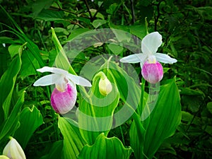 Showy Lady`s-slipper - Cypripedium reginae - Minnesota State Flower