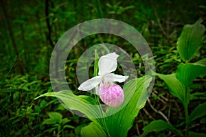 Showy Lady`s-slipper - Cypripedium reginae - Minnesota State Flower