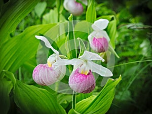 Showy Lady's-slipper - Cypripedium reginae - Minnesota State Flower in the wild