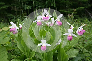 Showy Lady's Slippers