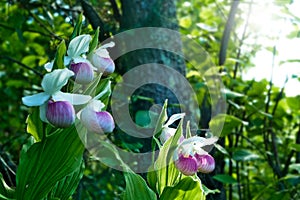 Showy Lady`s-slippers - Cypripedium reginae - Minnesota State Flower