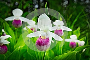 Showy Lady's-slipper - Cypripedium reginae - Minnesota State Flower in the wild