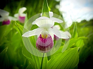 Showy Lady's-slipper - Cypripedium reginae - Minnesota State Flower in the wild