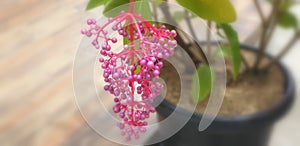 Showy medinilla flower, pink maiden hanging flowers Medinilla Speciosa tree, Blume Pink Medinilla myriantha magnifica