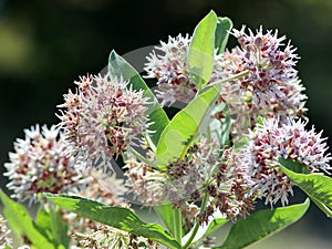 Showy Milkweed - Asclepias speciosa photo