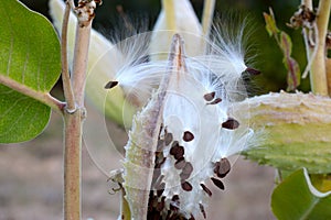 Showy Milkweed Brown Fruit Seeding 03