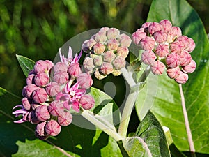 Showy Milkweed getting ready to bloom
