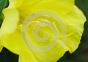 Showy Missouri Evening Primrose wildflower macro