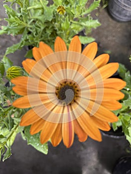 Showy orange flowers in the nursery. Dimorphotheca sinuata