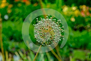 Showy Persian Onion, its scientific name is Allium rosenbachianum.