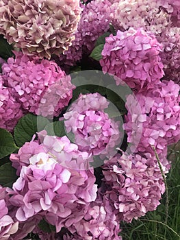 showy pink flowers of a hydrangea