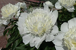 Showy pure white flowers of peonies